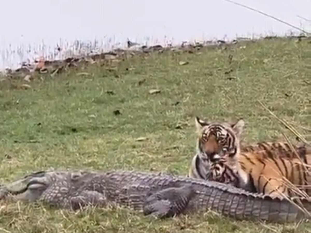 Tigress Riddhi hunted crocodile 