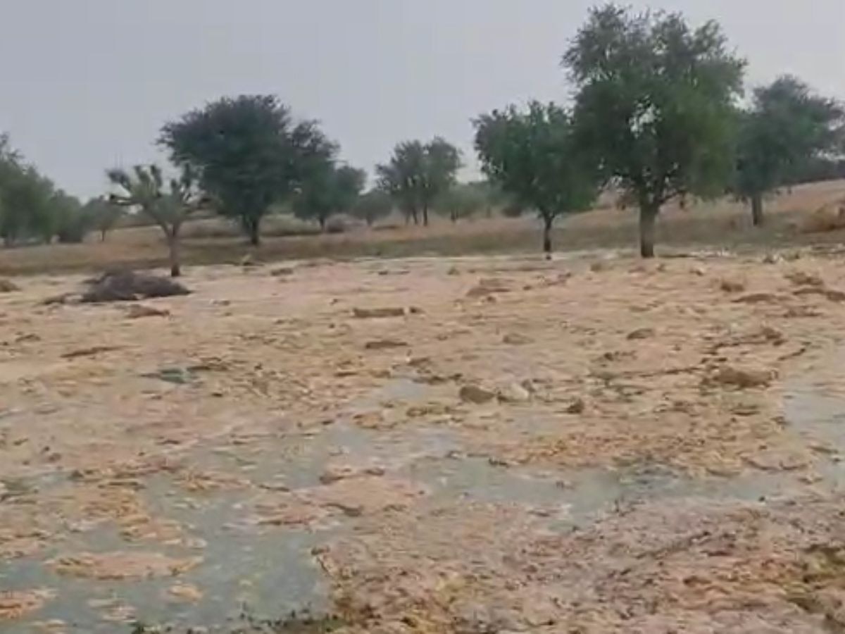 Churu: फिर से टूटी गाजसर गिनानी की पाल, किसानों की तैयार पकी फसल पर फिरा गंदा पानी