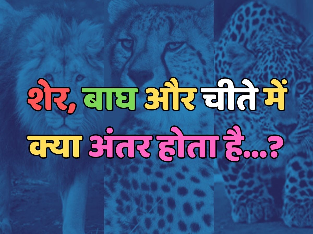 What is the difference between lion tiger and leopard