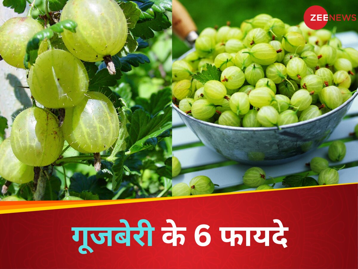 Benefits Of Gooseberries: आंवले के जैसा दिखने वाले इस औषधी में हैरान कर देने वाले हैं फायदे