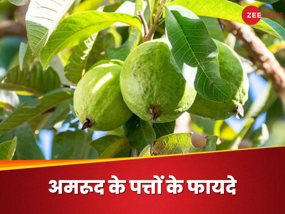Guava Leaves: अमरूद ही नहीं, इसके पत्ते भी हैं बड़े काम के, जानिए किस तरह करें सेवन