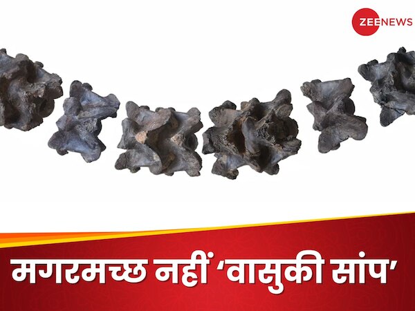 वैज्ञानिकों ने करोड़ों साल पुरानी हड्डियों को समझा मगरमच्छ, लेकिन यह निकला 50 फुट लंबा 'वासुकी सांप'