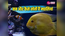 आखिर बिना पलकों के कैसे सोती है मछलियां, कितना अलग है इनका आराम करने का तरीका  