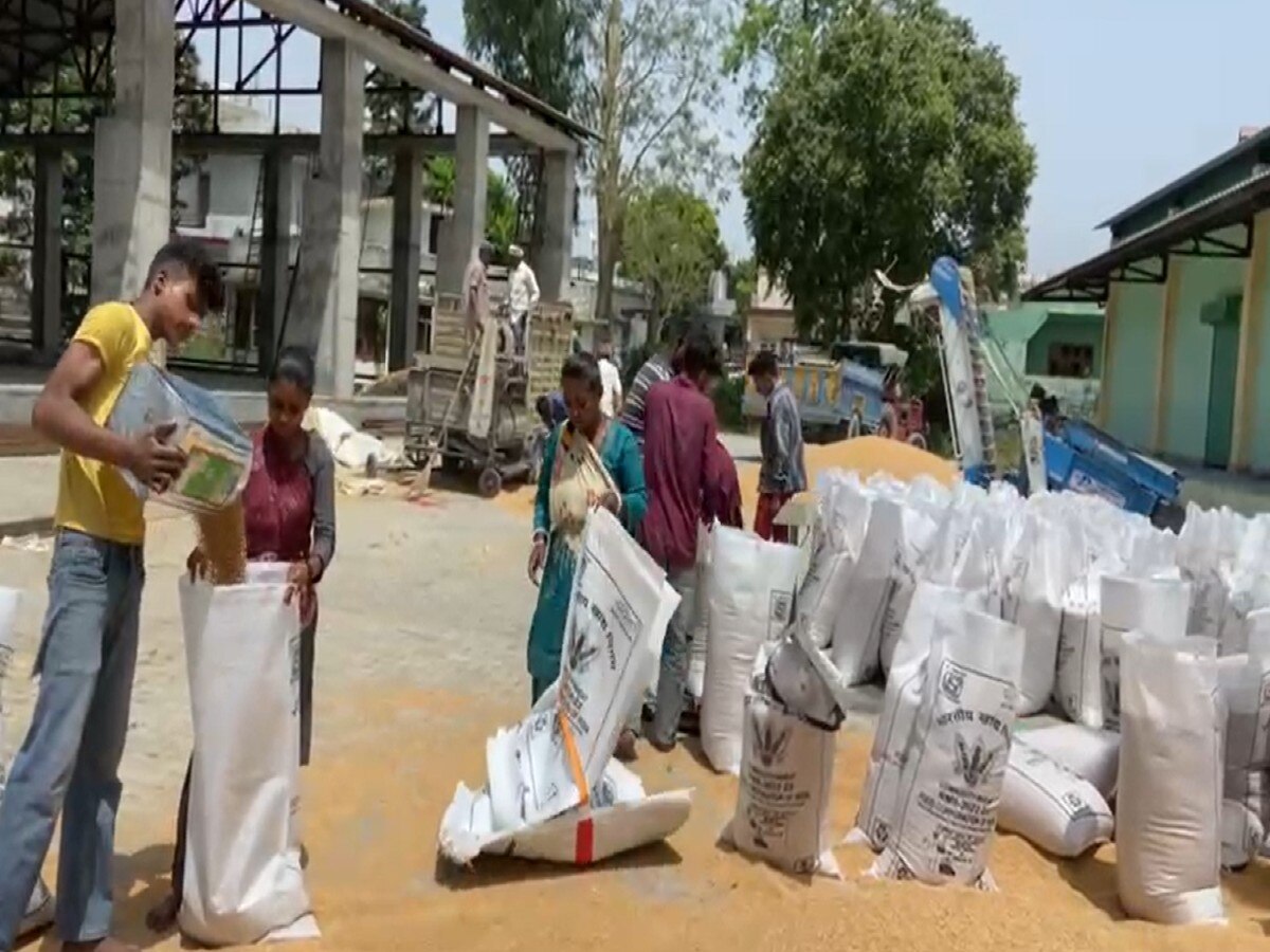 Himachal Pradesh की मंडियों में गेहूं की खरीद शुरू, किसानों को घर द्वार पर मिले खरीदार