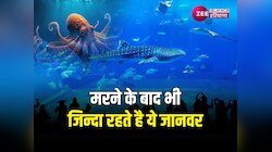 Interesting facts: मरने के बाद भी इन 7 अनोखे जानवरों के शरीर में रहती है जान