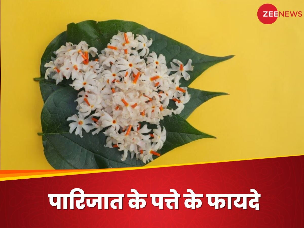Parijat Leaf: पारिजात का पवित्र पौधा सेहत के लिए फायदेमंद, बीमारियों से बचा सकते हैं इसके पत्ते