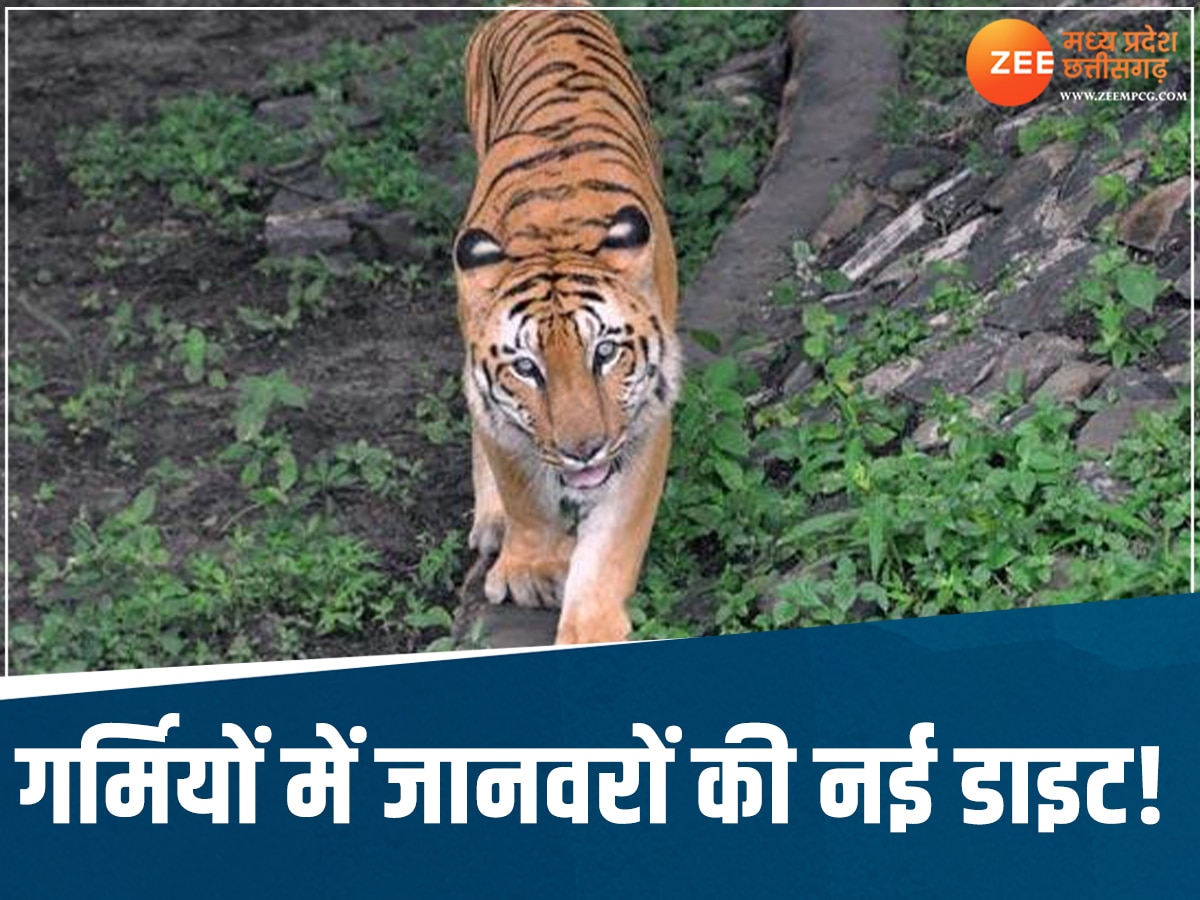 Indore Zoo: यहां बाघ और शेर पिएंगे  ORS, पक्षी खाएंगे रसीले फल, सांप लेंगे शावर बाथ के मजे