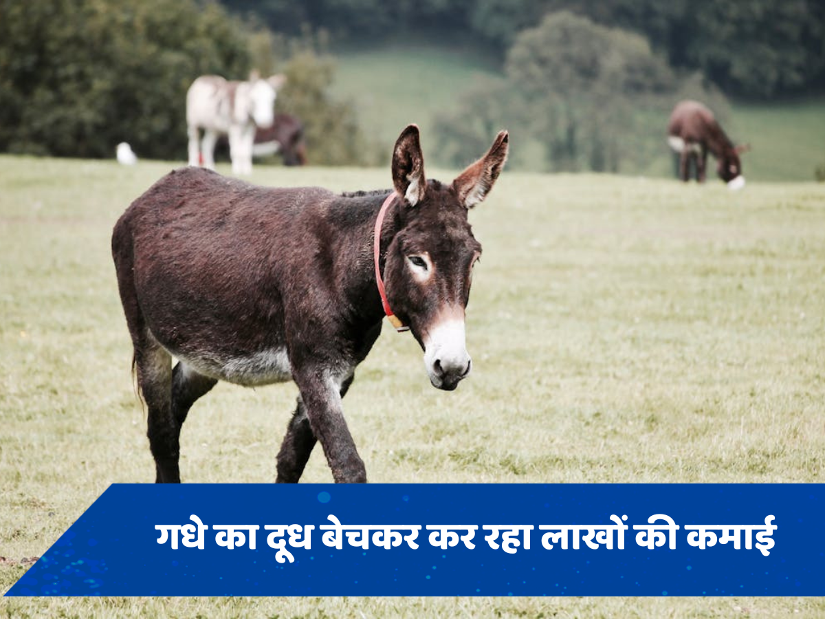 नौकरी नहीं मिलने पर शख्स ने खोला गधों का फार्म, दूध बेचकर लाखों की कर रहा कमाई