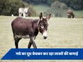 नौकरी नहीं मिलने पर शख्स ने खोला गधों का फार्म, दूध बेचकर लाखों की कर रहा कमाई 