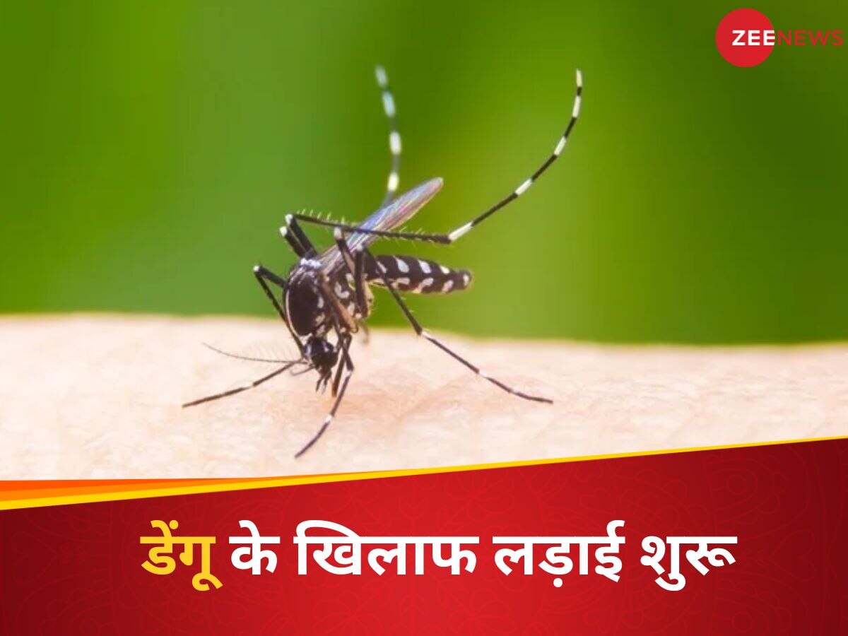 Dengue Mosquito