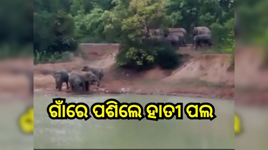 Odisha News: ଗାଁ ଭିତରେ ପଶିଲେ ୭୦ ବଣୁଆ ହାତୀ