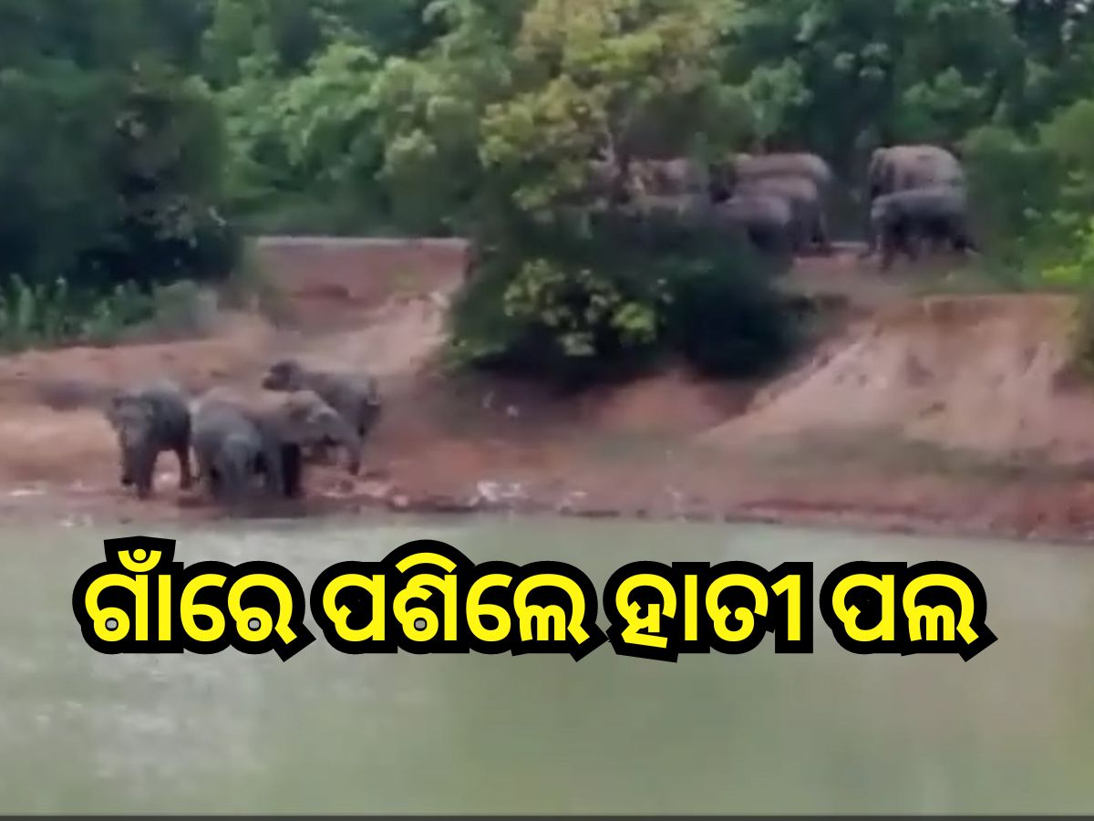 Odisha News: ଗାଁ ଭିତରେ ପଶିଲେ ୭୦ ବଣୁଆ ହାତୀ Odisha News: ଗାଁ ଭିତରେ ପଶିଲେ ୭୦ ବଣୁଆ ହାତୀ
