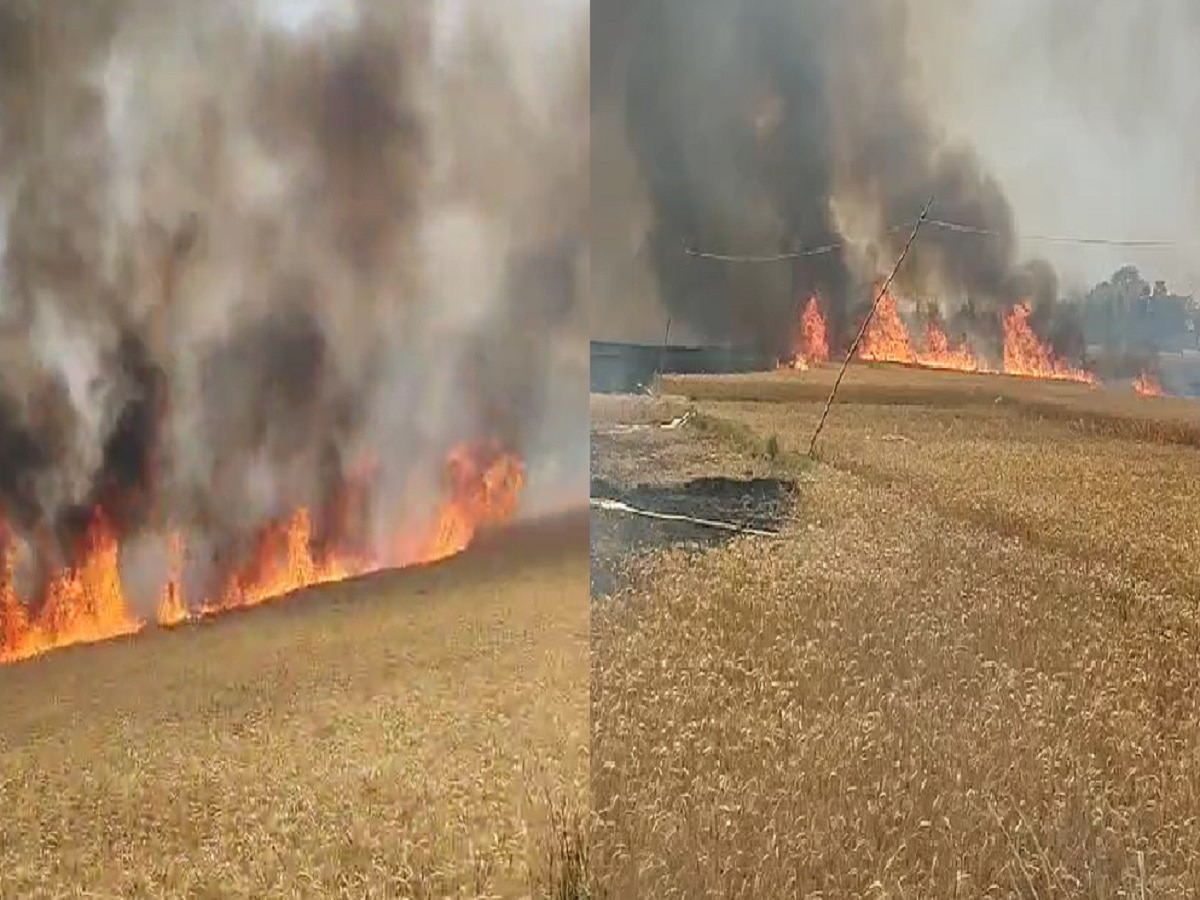 Bihar News: नवादा में आग का तांडव, 200 बीघा खेतों में गेहूं की फसल जलकर राख