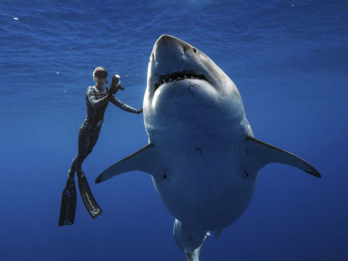 Weird News: दुनिया की सबसे बड़ी शार्क के साथ तैरती नजर आई महिला, चौंकाने वाला रहा नजारा