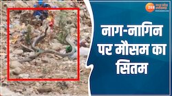 रतलाम के मौसम ने बिगाड़ी नाग-नागिन की हालत, बिल से निकल करने लगे ऐसा; देखें वीडियो