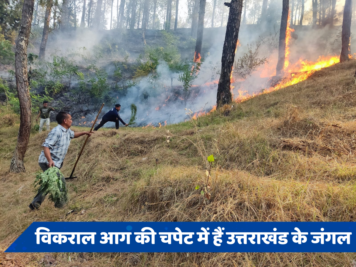 आग का गोला बने पहाड़, हाई कोर्ट कॉलोनी तक पहुंची लपटें, नैनी झील में बोटिंग बंद... सेना बुलाई गई