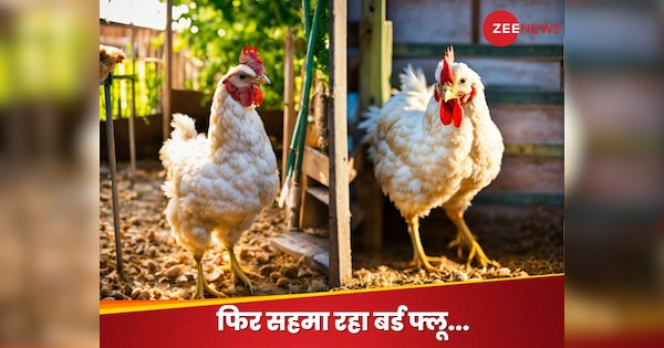 Bird Flu: अंडा-चिकन के शौकीन सावधान! बर्ड फ्लू ने डराया, कहीं आप भी तो नहीं कर रहे ये गलती