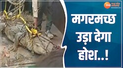 Neemuch News: खेत की झाड़ियों में घुसा था मगरमच्छ, किसान में देखते ही किया ऐसा