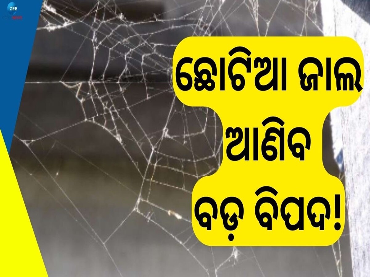 Vastu Tips: ଜାଣନ୍ତି କି ଘରର ଏହି କୋଣରେ ଲାଗିଥିବା ବୁଢିଆଣୀ ଜାଲ ଆଣିଥାଏ ବଡ଼ ବିପଦ!