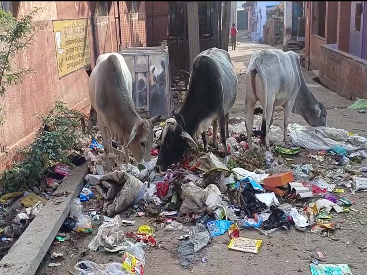 सरमथुरा कस्बे में गंदगी से हाल बेहाल है.