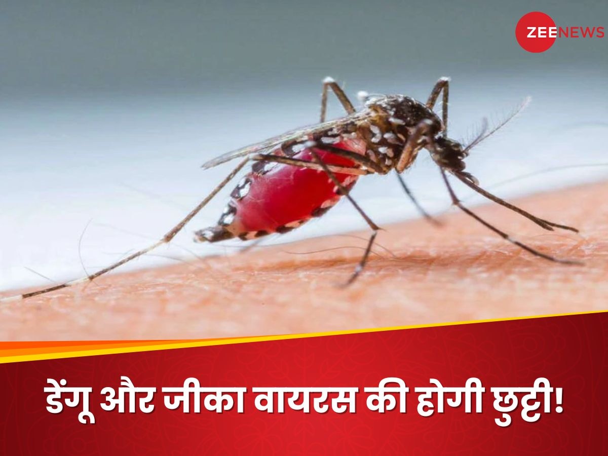 मच्छर के पेट में ही मार दिए जाएंगे डेंगू और जीका के वायरस! वैज्ञानिकों ने ढूंढ लिया तरीका