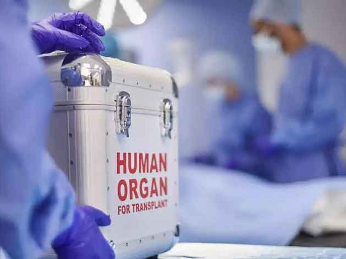 Organ transplant fraud News