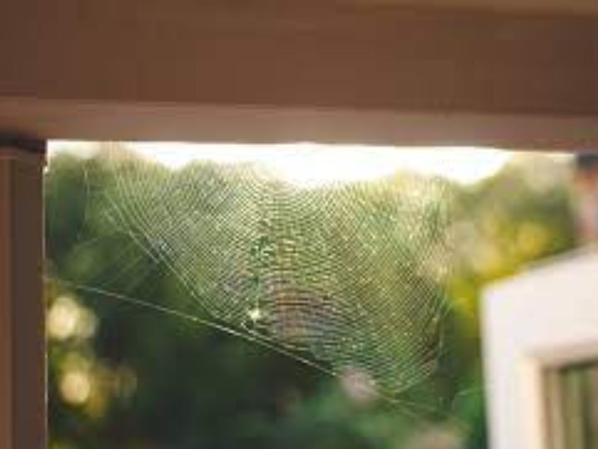 vastu tips for spider web