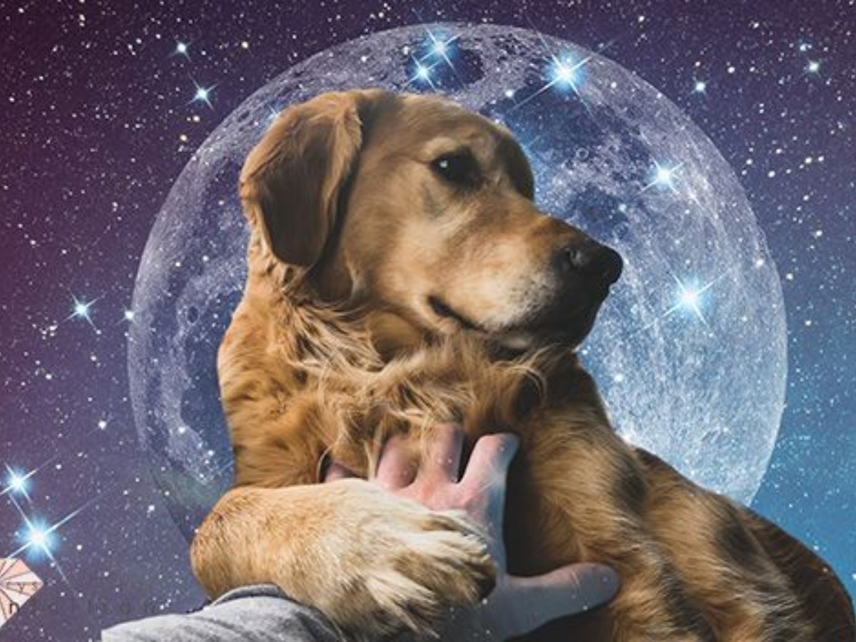 Dog in Dream: सपने में दिखाई दिया कुत्ता? क्या कहता है स्वप्न शास्त्र, जानिए किस बात का है संकेत