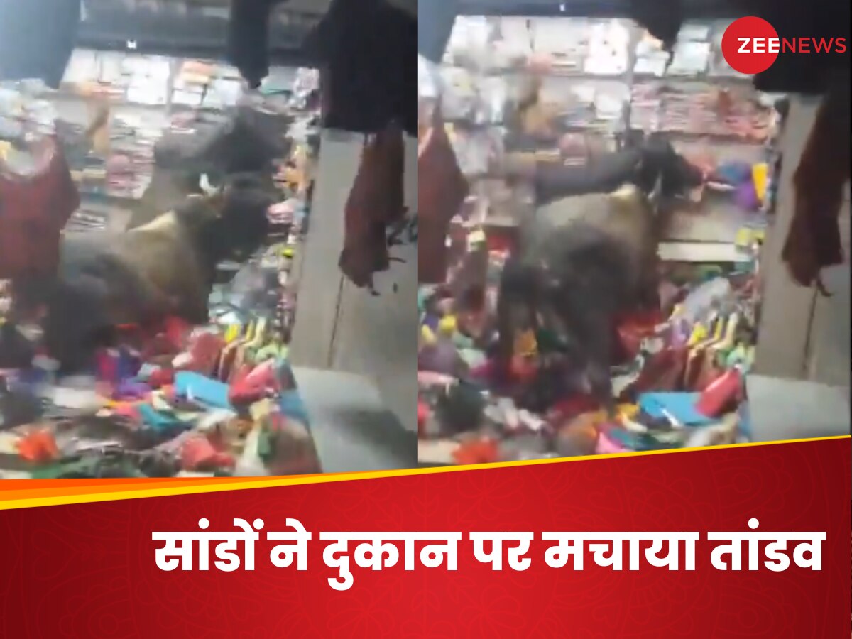 Viral Video: सांडों के बीच खतरनाक लड़ाई का वीडियो वायरल, दुकान में घुसकर मचाया तांडव- देखें Video