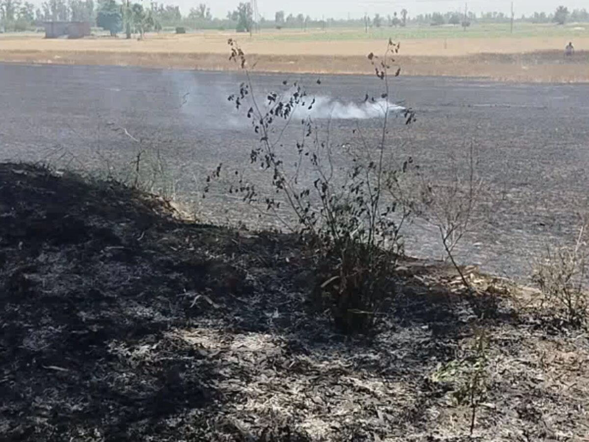 Yamunanagar Fire: 3 एकड़ गेहूं की फसल और भूसे के फानों में लगी आग, किसान का हुआ भारी नुकसान 