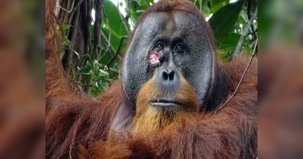 Orangutan ने कुदरती तरीके से अपने ही चेहरे का किया इलाज, पहली बार हुआ रिकॉर्ड