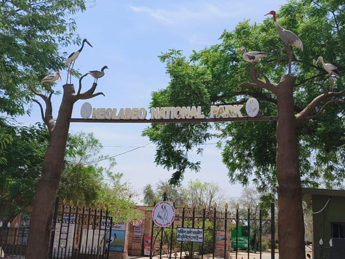 Bharatpur News Keoladeo National Park is losing its identity | Bharatpur News:केवलादेव नेशनल राष्ट्रीय उद्यान की खत्म हो रही है पहचान,कम हो गया 3 वर्ग किलोमीटर वेटलैंड | Hindi News ...