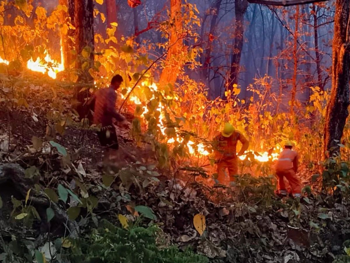 Uttarakhand Fire Video