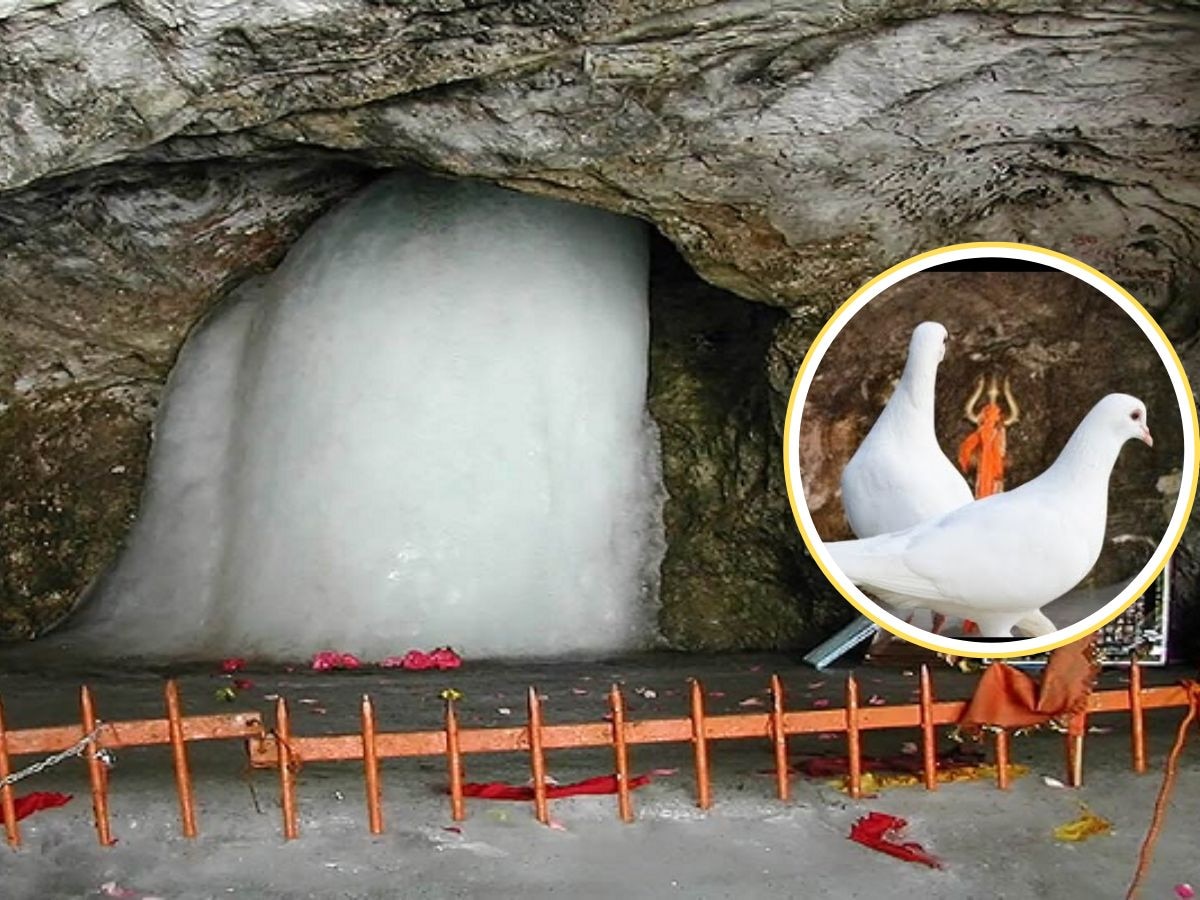 Amarnath Yatra 2024: क्‍या है अमरत्‍व की कहानी सुनने वाले कबूतर के जोड़े की कहानी? अब भी देते हैं दर्शन!