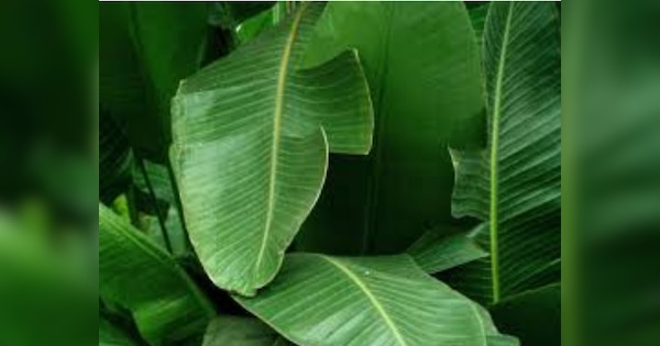 banana leaf astro tips lord vishnu to lord ganesh of bhog on banana ...