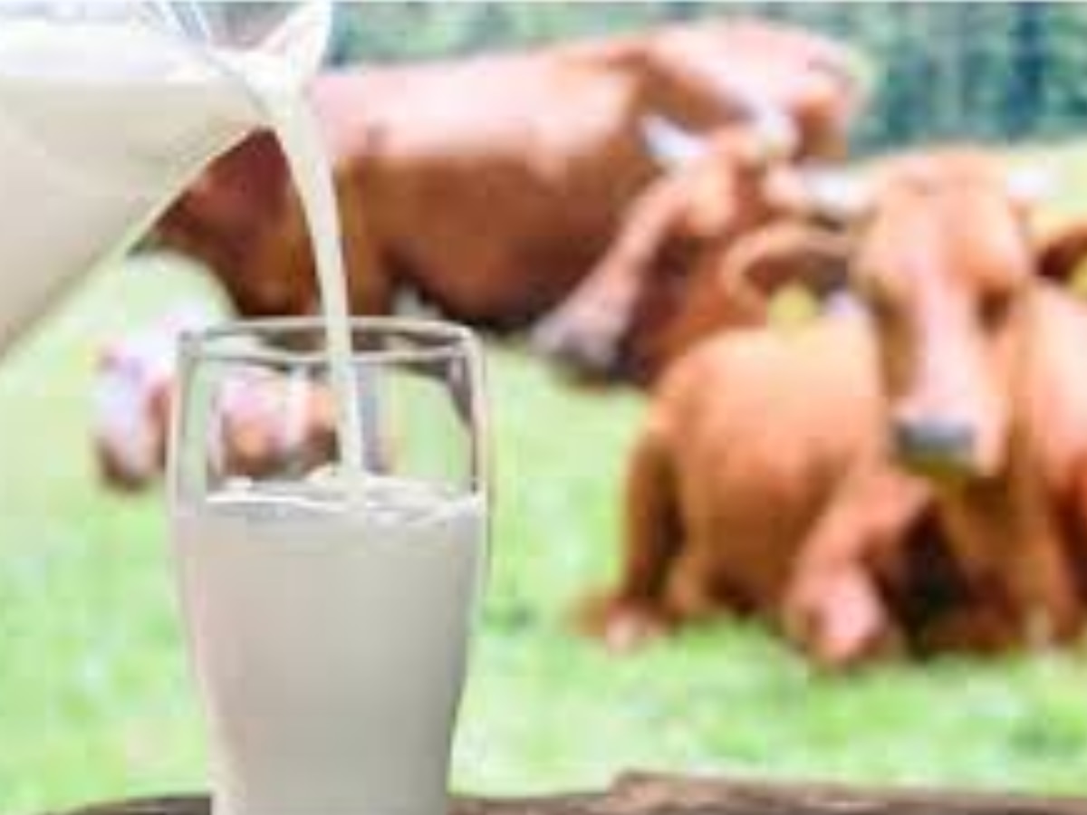 Delhi News: दिल्ली की इन 9 डेयरियों में मिल रहा ऑक्सीटोसिन वाला दूध, ऐसे करे इसकी पहचान 