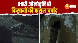 Video: मैदानों में जलती गर्मी के बीच उत्तरकाशी में ओलों से फसल को भारी नुकसान