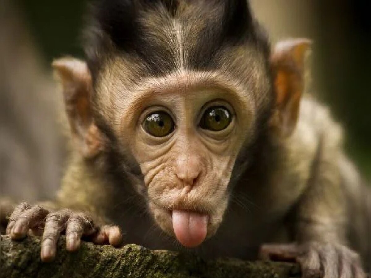 पागल बंदर का आतंक (प्रतीकात्मक तस्वीर) 
