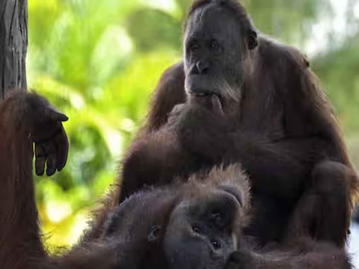Malaysia's Orangutan Diplomacy: पाम ऑयल खरीदने वाले देशों को गिफ्ट में ‘ओरांगुटान’ क्यों देना चाहता है मलेशिया? 