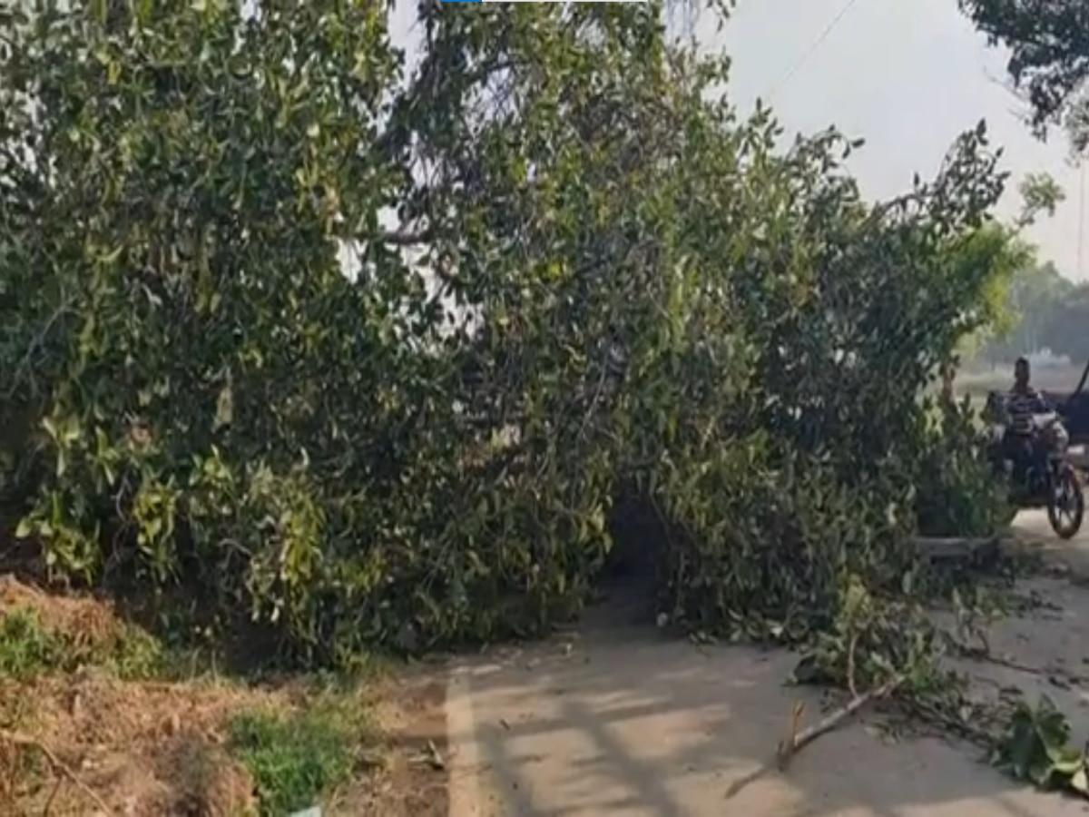 Delhi Storm: आंधी आई परेशानियां लाई, सड़कों पर गिरे पेड़, कई इलाकों में बत्ती गुल