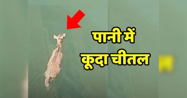 Chittorgarh News chital jumped into Chambal river out of fear | Chittorgarh News: रेस्क्यू करने गए तो डर के मारे चंबल नदी में कूदा चीतल, गोताखोरों ने ऐसे बचाई जान | Zee News Hindi