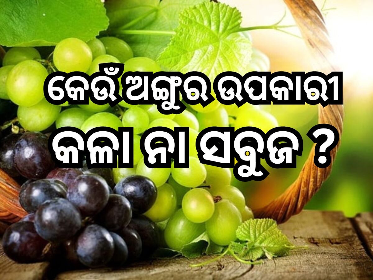 Black Vs Green Grapes: କଳା ଅଙ୍ଗୁର ନା ସବୁଜ ,ଶରୀର ପାଇଁ କେଉଁଟି ଅଧିକ ଲାଭଦାୟକ ଜାଣନ୍ତୁ