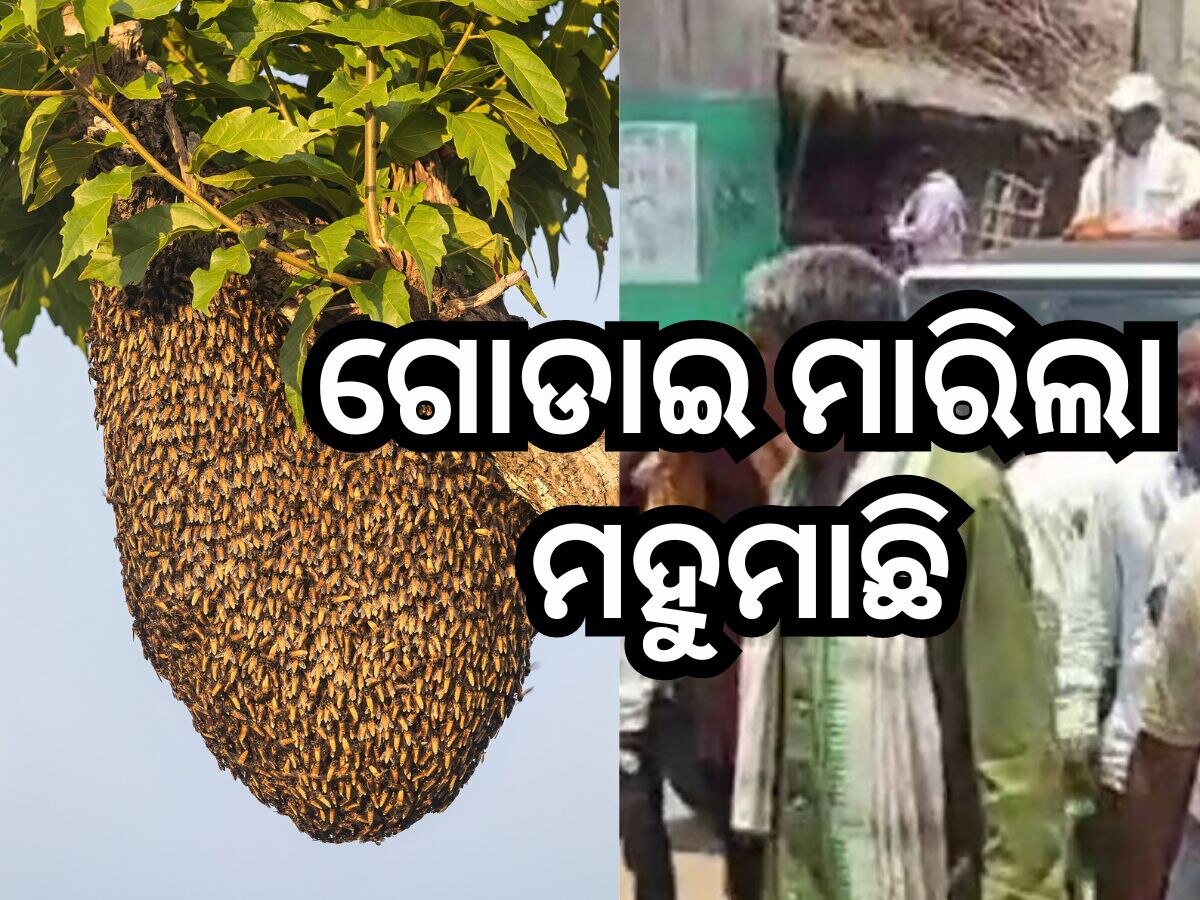 BJDର ପ୍ରଚାର ସମୟରେ ମାଡି ଆସିଲେ ମହୁମାଛି, ୨୦ କର୍ମୀ ଆହତ