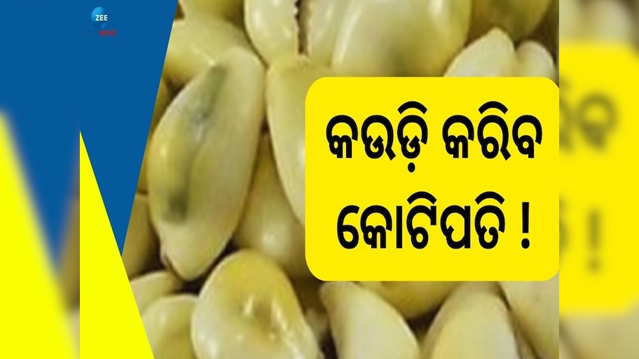 Kaudi Shell: କଉଡ଼ିର ଏମିତି ବ୍ୟବହାର ଆପଣଙ୍କୁ କରିବ ଧନବାନ! ଜାଣନ୍ତୁ କେମିତି  