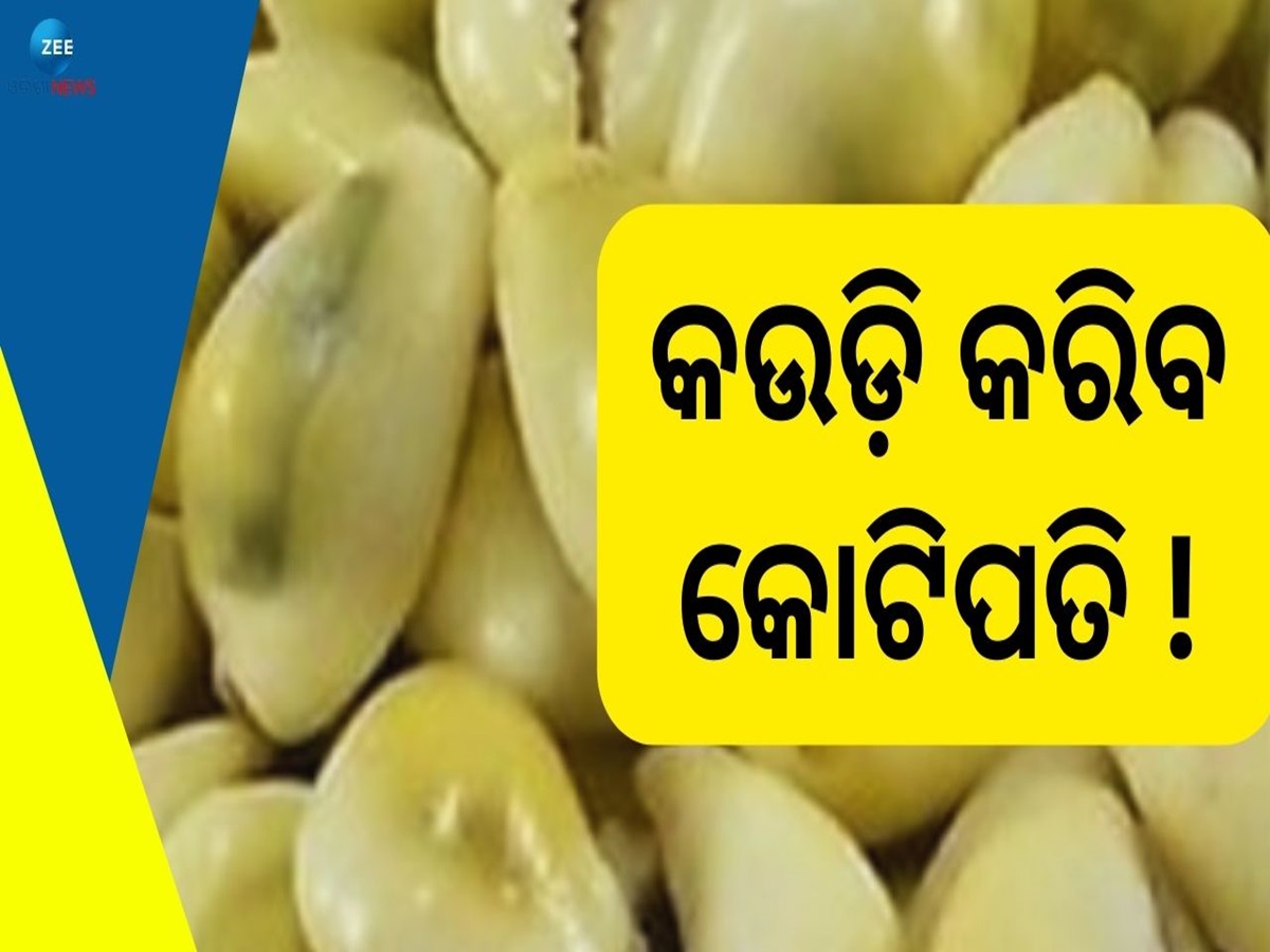 Kaudi Shell: କଉଡ଼ିର ଏମିତି ବ୍ୟବହାର ଆପଣଙ୍କୁ କରିବ ଧନବାନ! ଜାଣନ୍ତୁ କେମିତି Kaudi Shell: କଉଡ଼ିର ଏମିତି ବ୍ୟବହାର ଆପଣଙ୍କୁ କରିବ ଧନବାନ! ଜାଣନ୍ତୁ କେମିତି