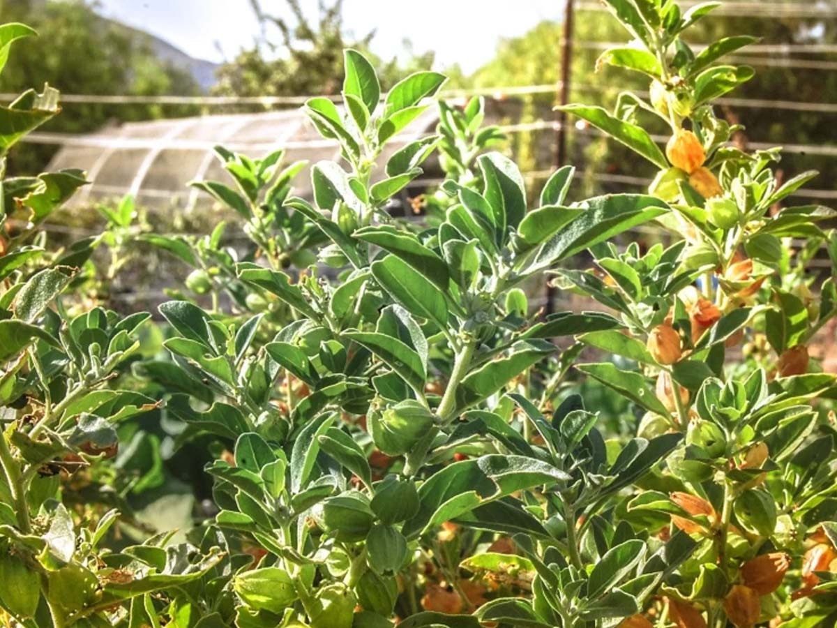 Vastu Tips for Plants kaun se paudhe shubh ashubh hote hain Which