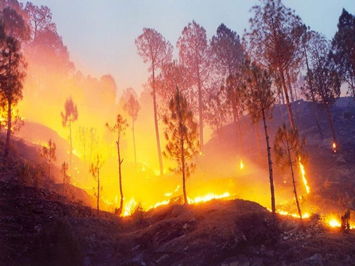 Forest Fire: फायर स्टाफ को चुनाव ड्यूटी पर क्यों लगाया? सुप्रीम कोर्ट ने उत्तराखंड सरकार को लिया आड़े हाथों Forest Fire: फायर स्टाफ को चुनाव ड्यूटी पर क्यों लगाया? सुप्रीम कोर्ट ने उत्तराखंड सरकार को लिया आड़े हाथों