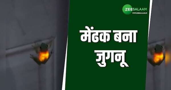viral video after eating firefly frog started releasing light
