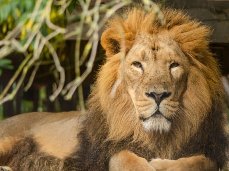 National Endangered Species Day 2024 date theme history and endangered ...
