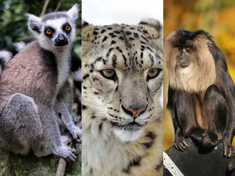 National Endangered Species Day 2024 date theme history and endangered ...